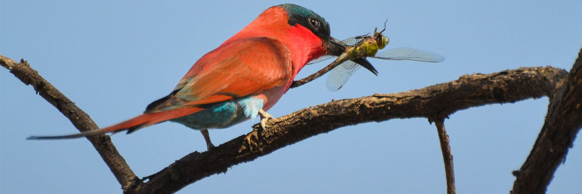 Carmine bee-eater with dragonfly catch, Kwando river