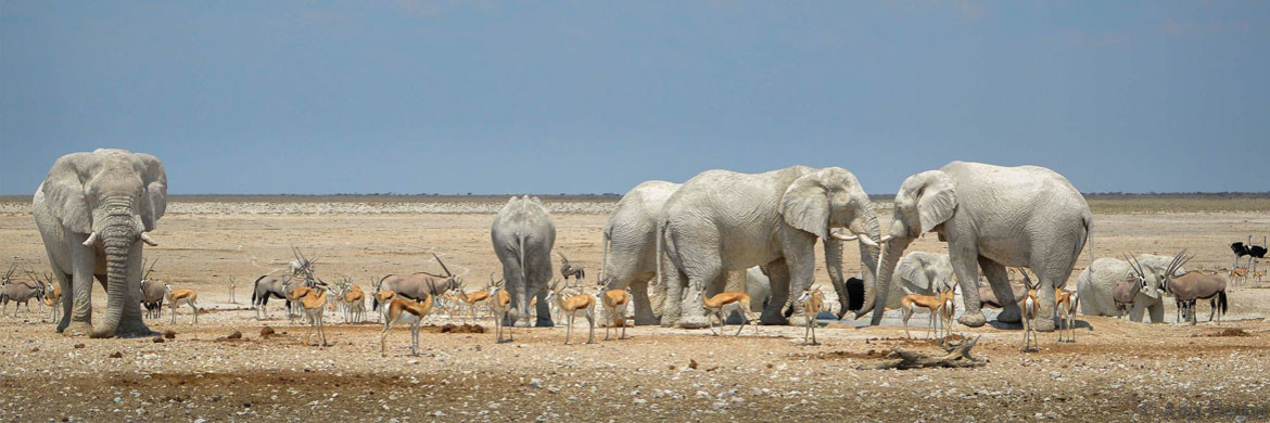 White Ghost Elephants of Etosha
